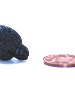 Rycote Neoprene-Coated Mini Lavalier Foam